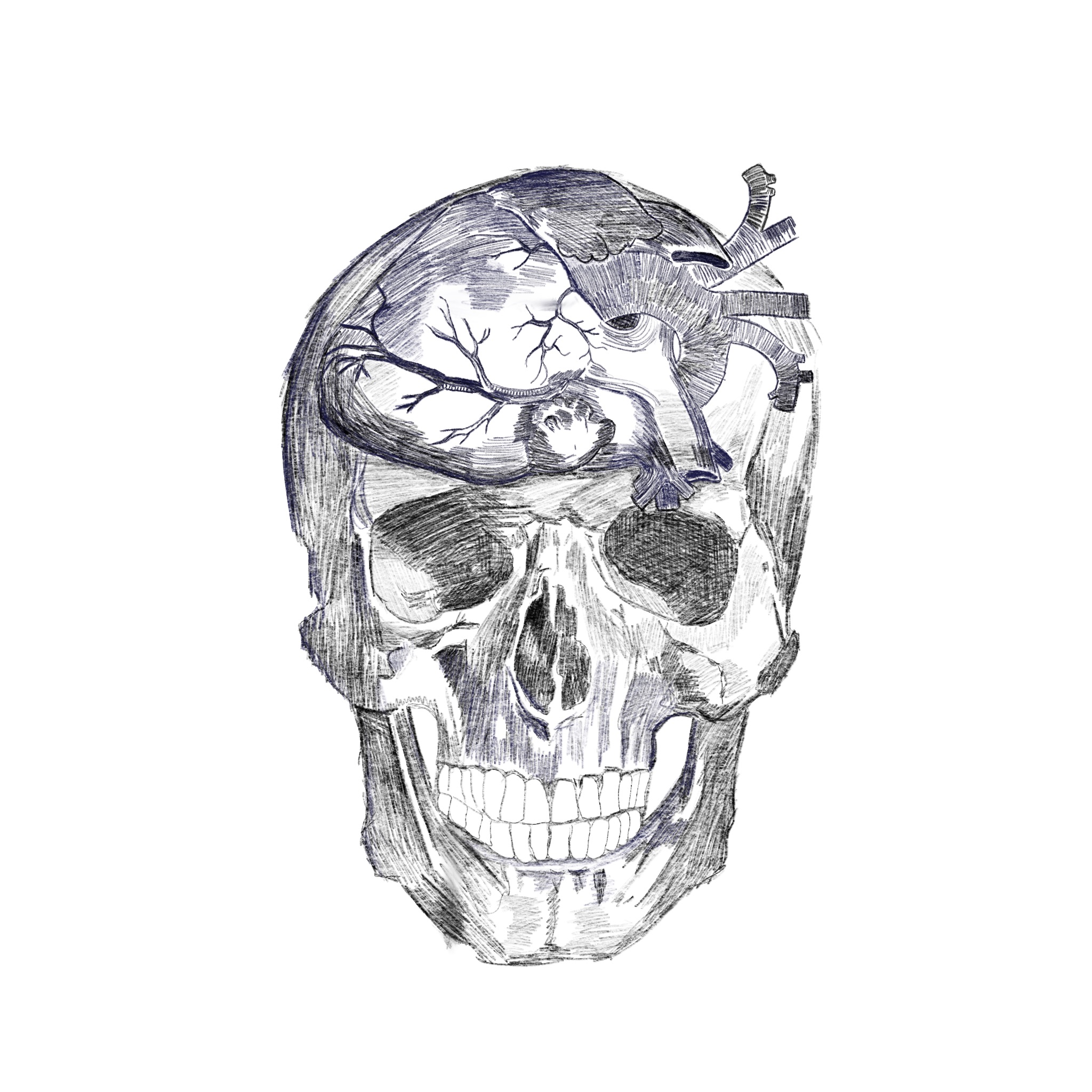 Skull Drawing